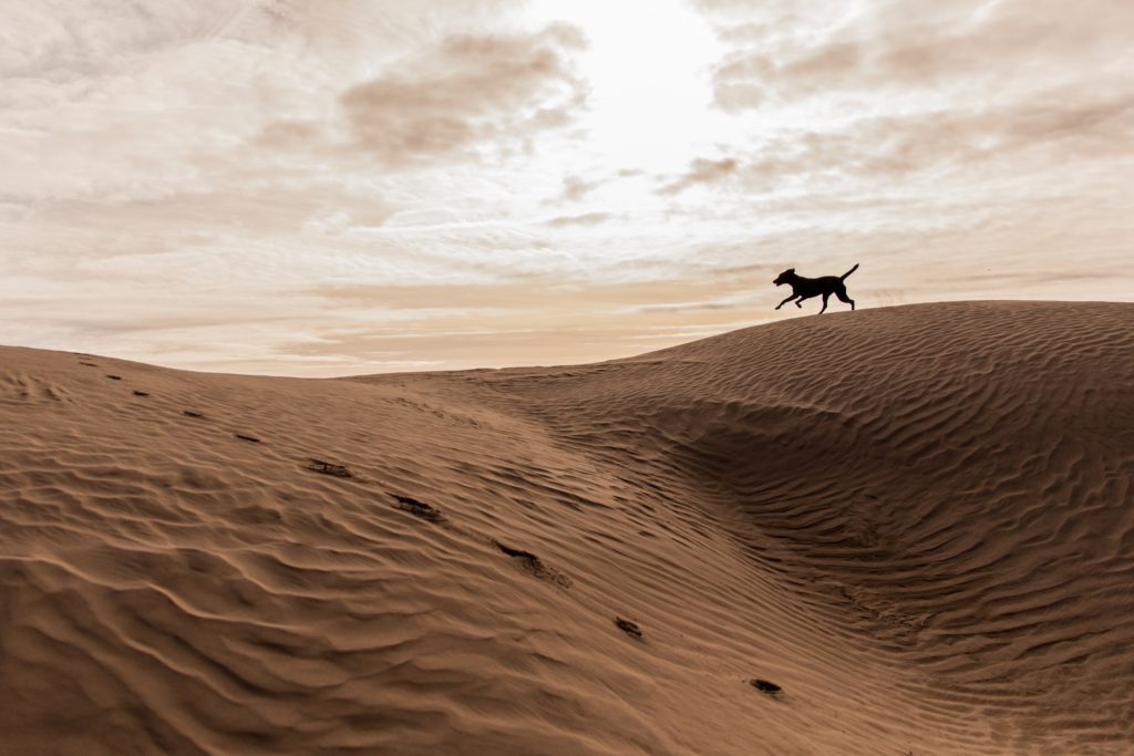 dog running on sandy beach dune